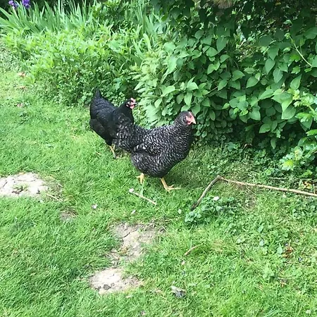 Hotel La Fresnaie : ,table D'hotes & Tillé