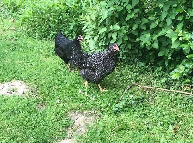 Hotel La Fresnaie : ,table D'hotes & Tille